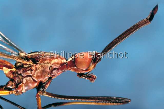 Longina abdominalis.JPG - in "Portraits d'insectes" ed. SeuilLongina abdominalisNerideDipteraNeriidaeBresil